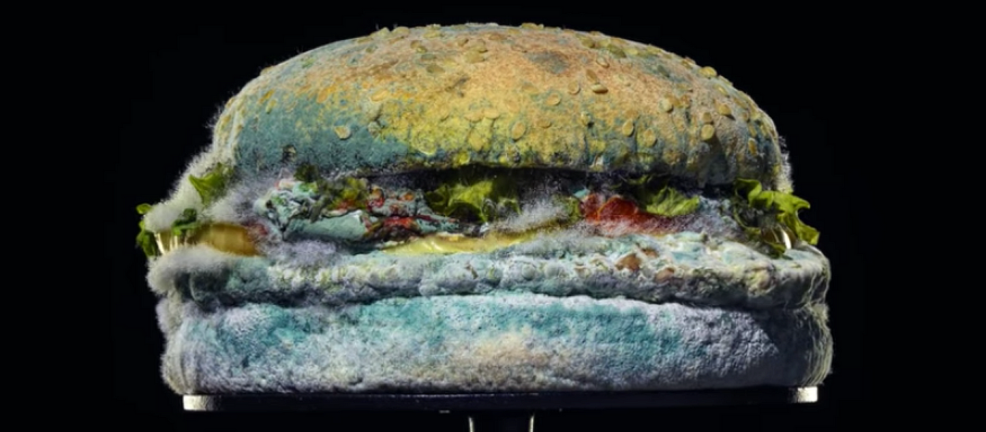 An unappetizing picture of a Burger King whopper with furry gray and green mold on it.