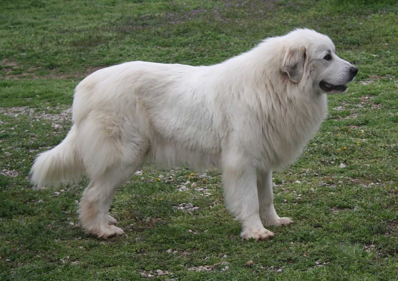 Great Pyrenees Dog Information Dog Breed Facts By Pets Feed Medium