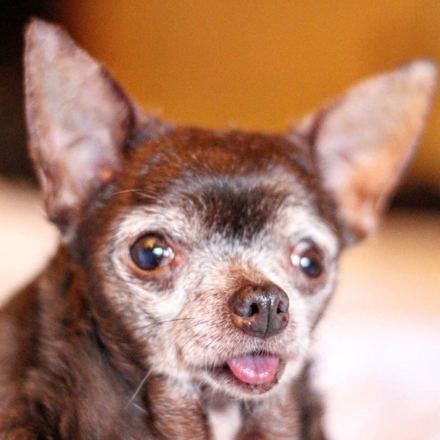 Tongue Forever The Story of Mama Nutmeg by Andrew Zangre Medium