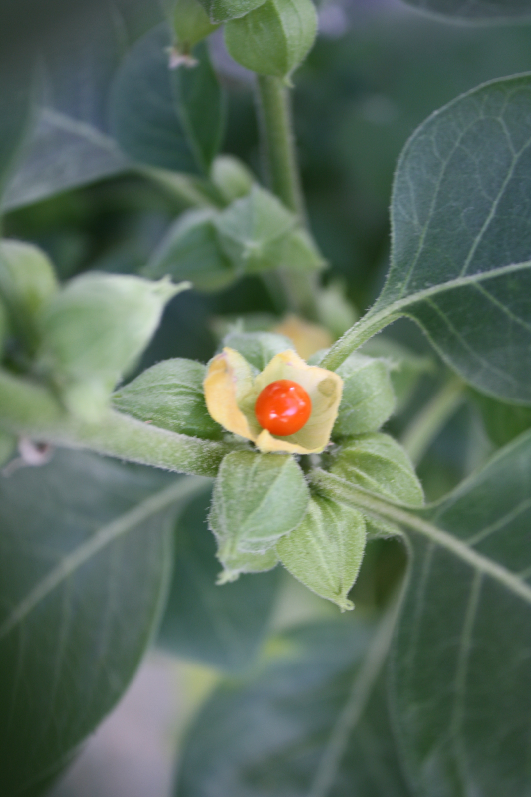 Ashwagandha flower and leaves.