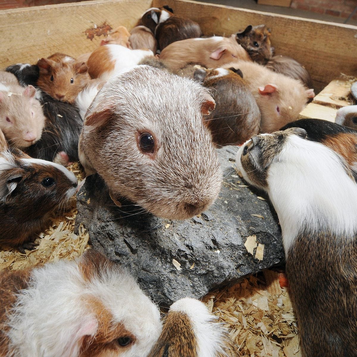 The roots of today's pig breeding