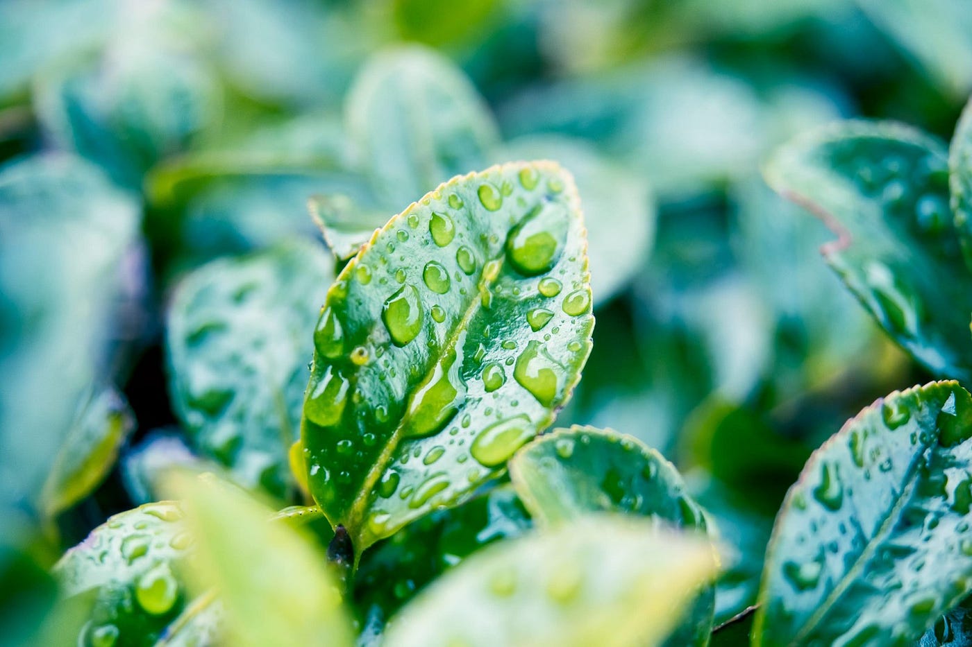 如何正確幫植物澆水 植物新手爸媽一定要搞懂的基本功 最困擾植物新手爸媽的 莫過於澆水問題了 買過植物的人應該常聽到老闆說 土乾再澆透 By 彭彭