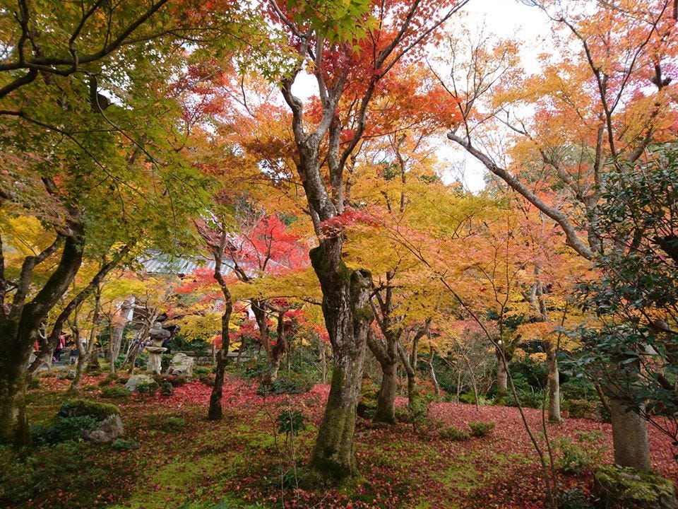 京都賞楓 圓光寺 十牛之庭背側 Pm 12 40 By Ian Medium