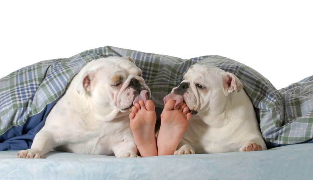 Why does my Dog keep licking my Foot? Young Writer Medium