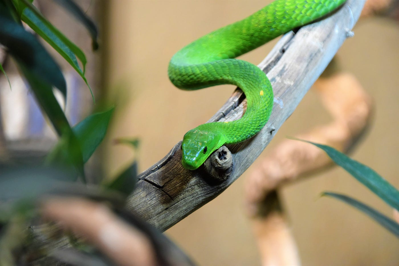 Simple Snake game in HTML and JavaScript | by Prima | Medium