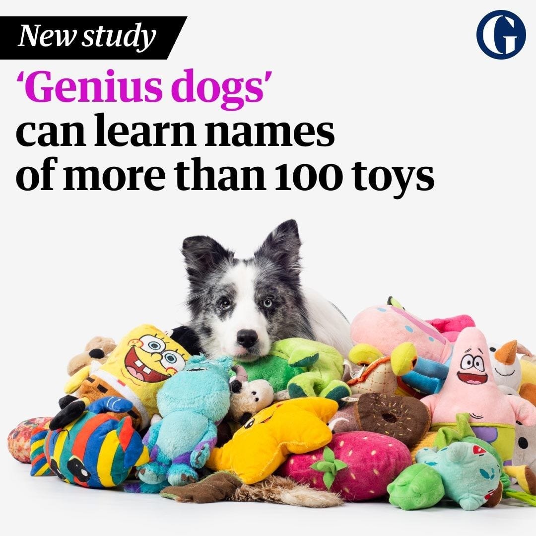 How Many Toys Names Do You Think Your Pet Can Remember By Papo Nika