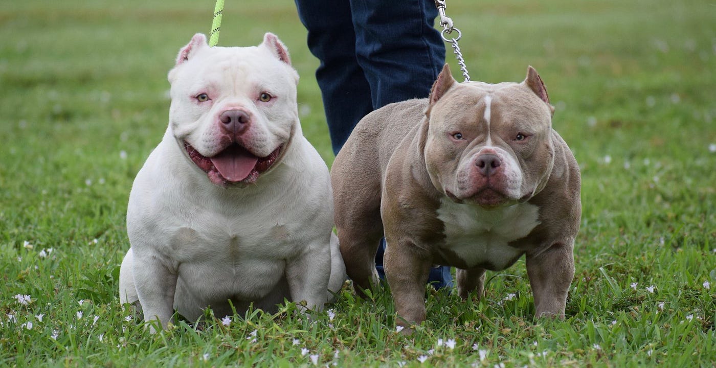 american bully small size