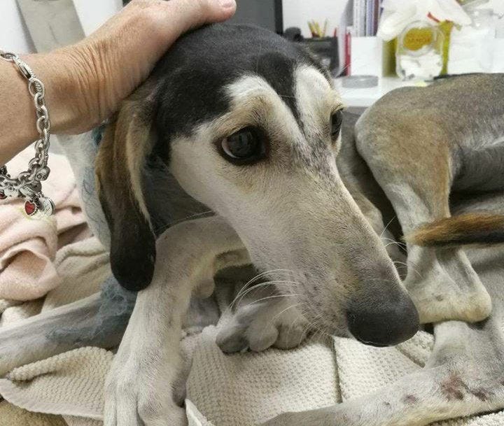 Qatar Airways asked to make flying with pets more affordable by