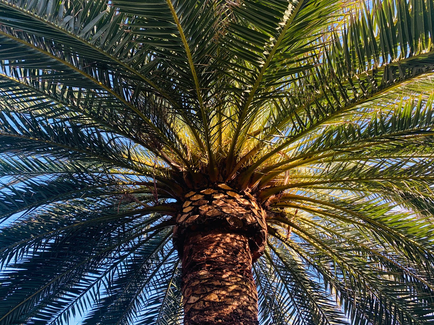 A palm tree.