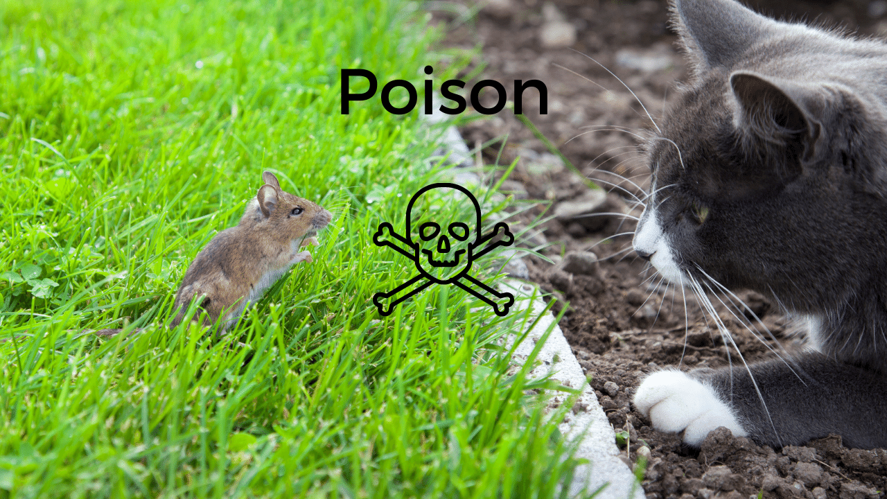 Why You Need to Stop Using Rodenticides