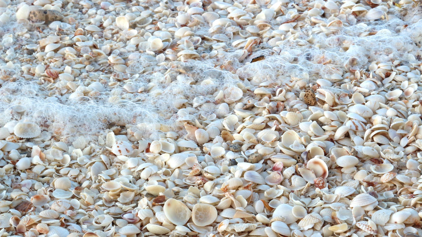 Pearly Shells My Grandmother S Lullaby By Bernice Puzon The Memoirist May 22 Medium