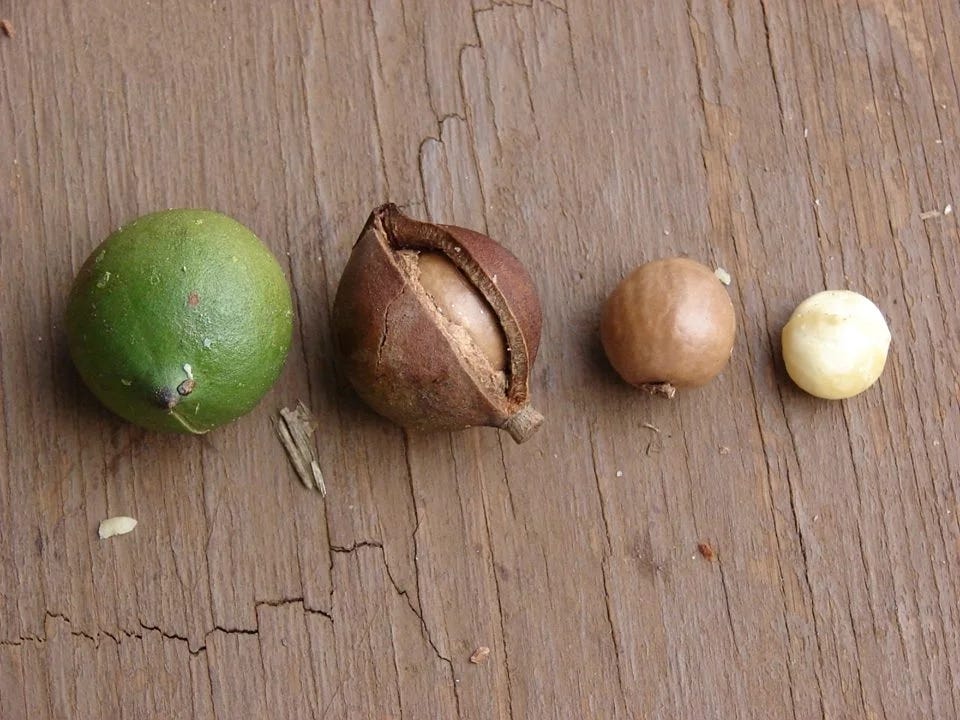 夏威夷豆不來自夏威夷 堅果知識全明星 哈囉 各位同學 又來到我們好吃又好玩 補充健康小新知的 堅果知識全明星 啦 沒看 By 團圓堅果