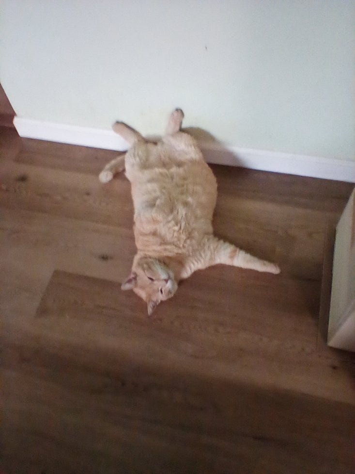 up side down fat cat