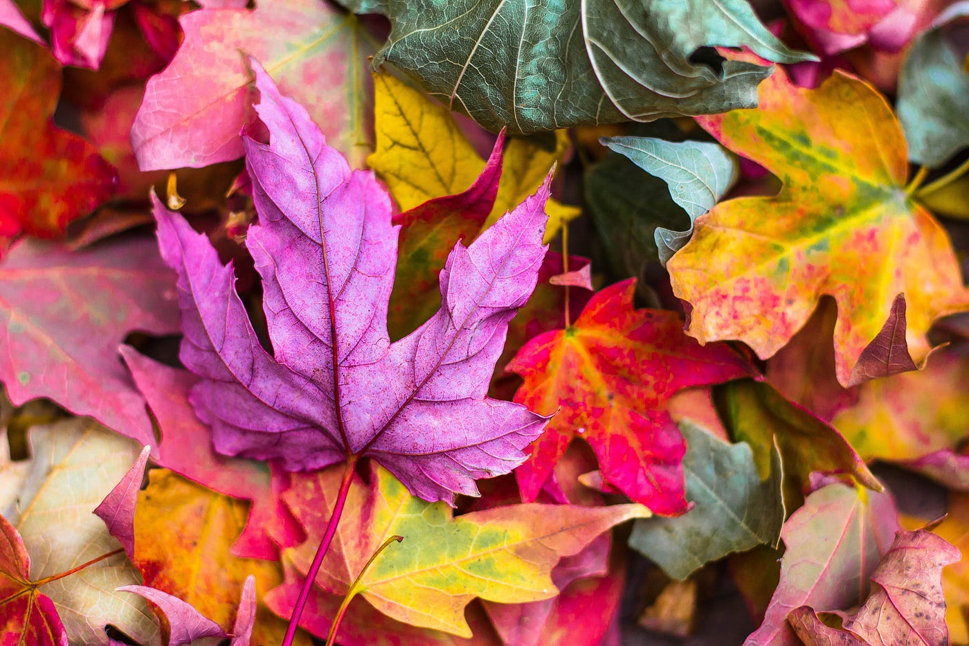 Picutre of colorful leaves