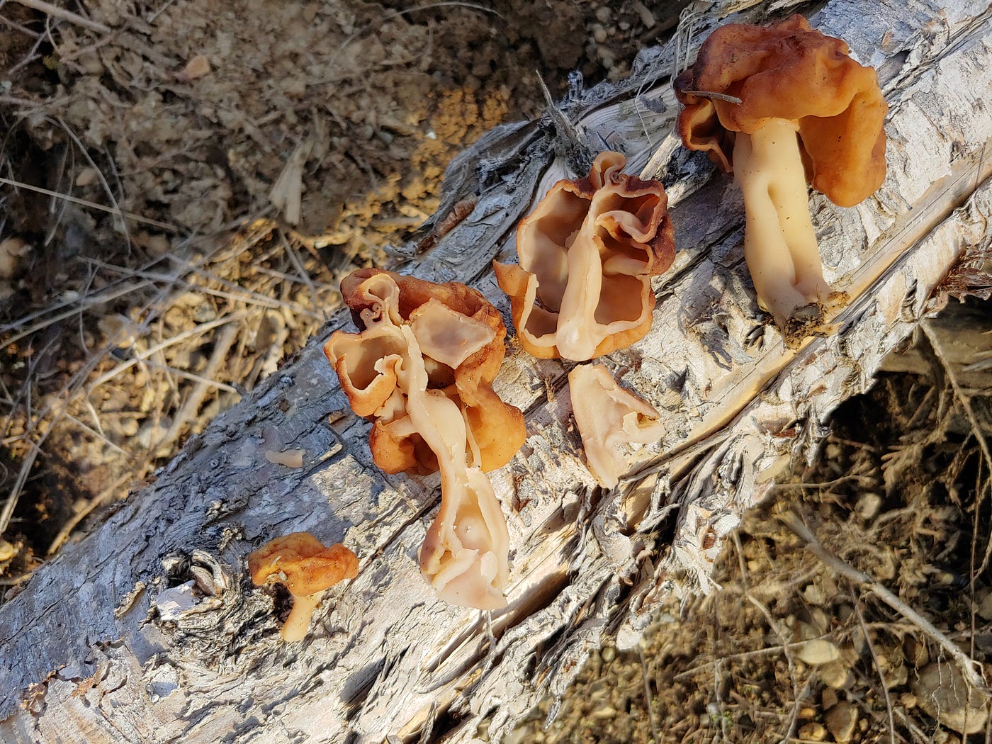 Three false morels are balanced on a log, with one cut in half lengthwise to show its chambered interior.