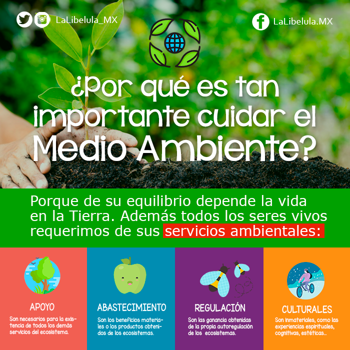 Por qué es tan importante cuidar el medio ambiente? | by La Libélula México  | Medium