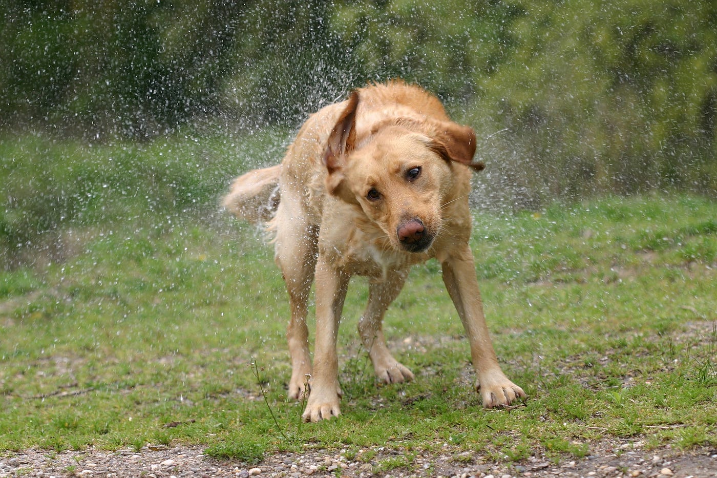 Körpersprache Hund: Was ist ein „Shake off“? | by Dr. Ann-Kathrin Fritsche  | Medium