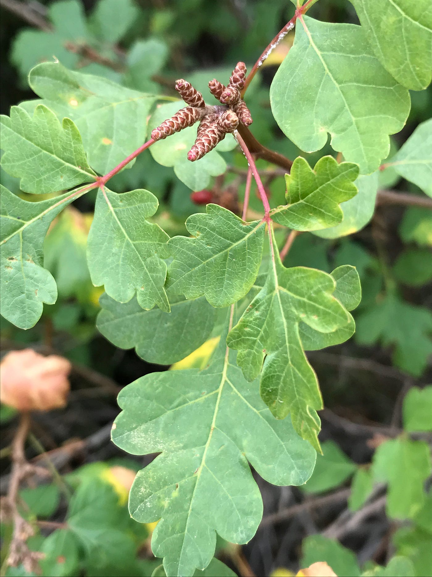Two Edible and DroughtTolerant Sumacs for Food, Medicine, and… Male