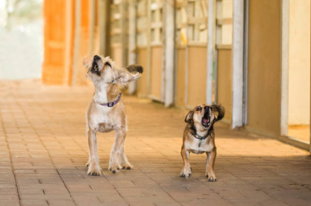 Tu perro es de los que tiene la insoportable costumbre de llamar tu atención  ladrando? | by DogCrowd | Medium