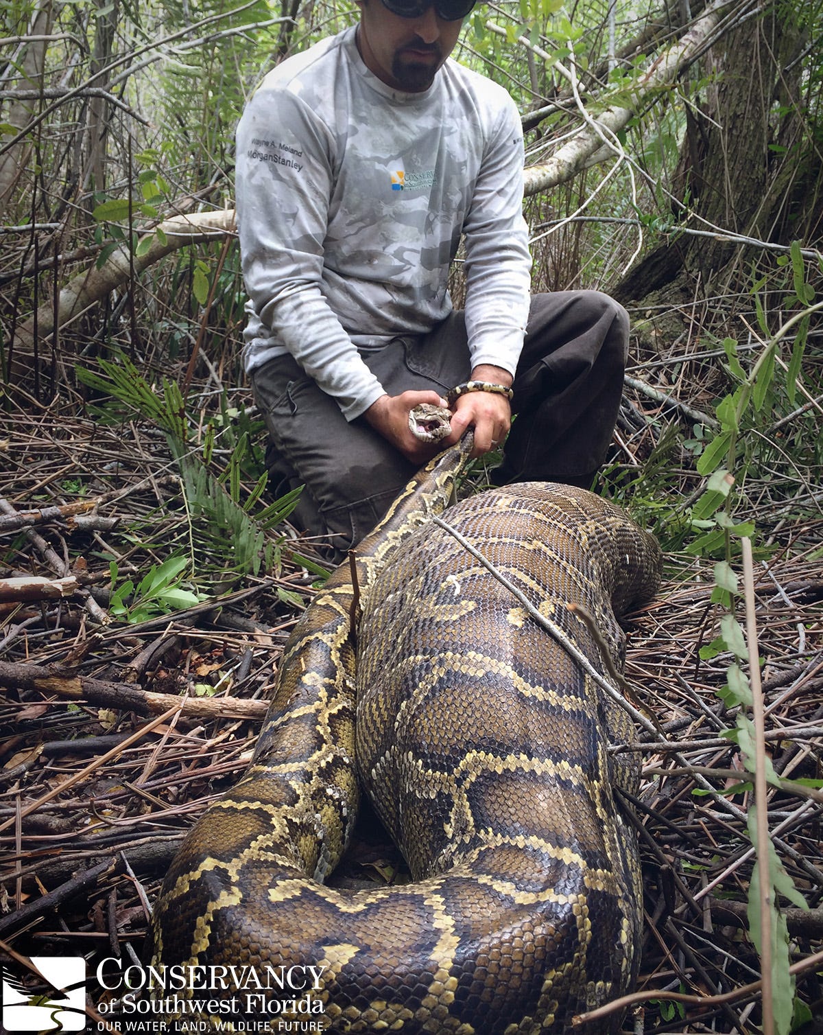 Invasive Burmese python documented eating deer weighing more than