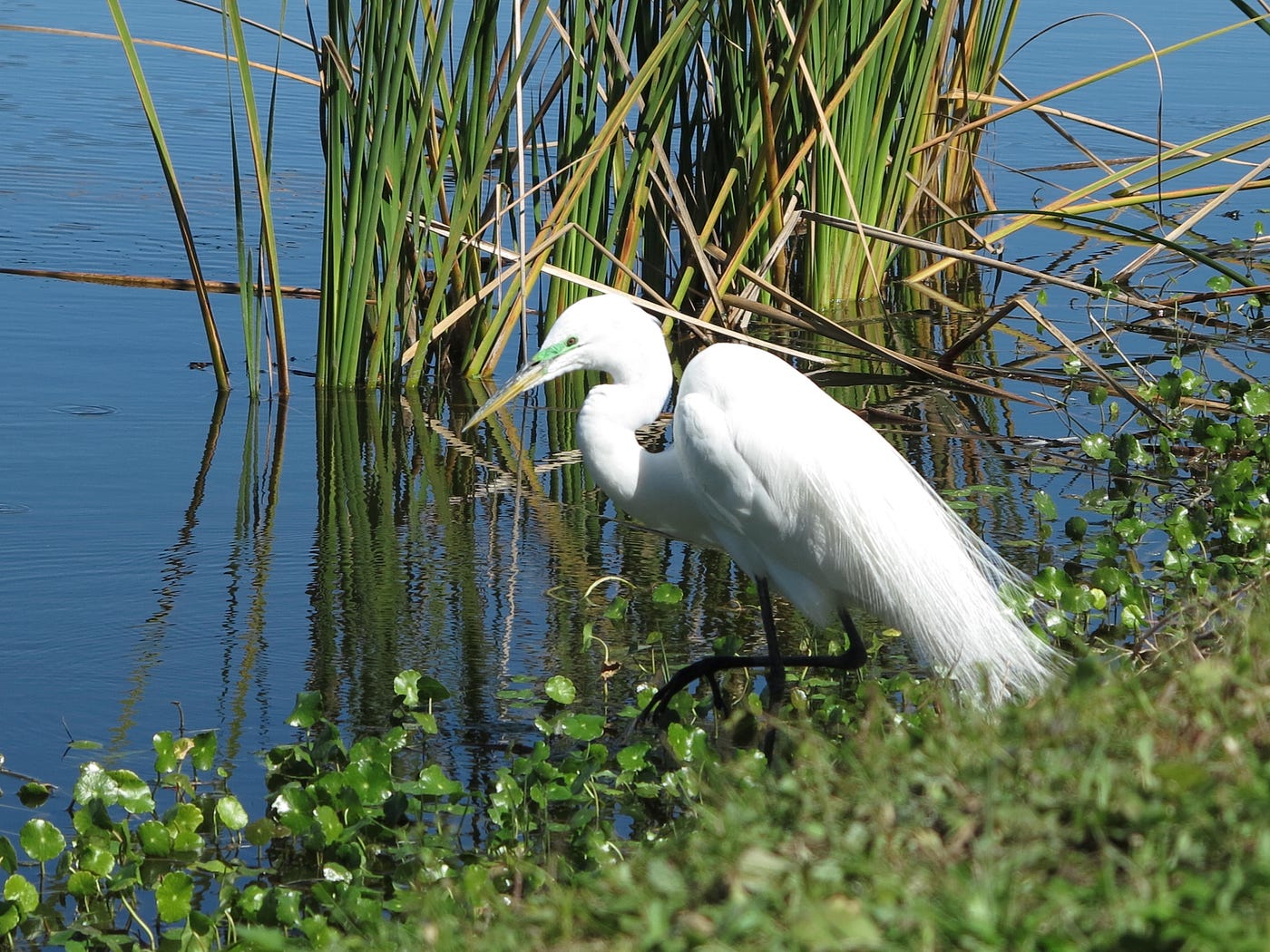 Close up photo of a tall white bird on the edge of a pond