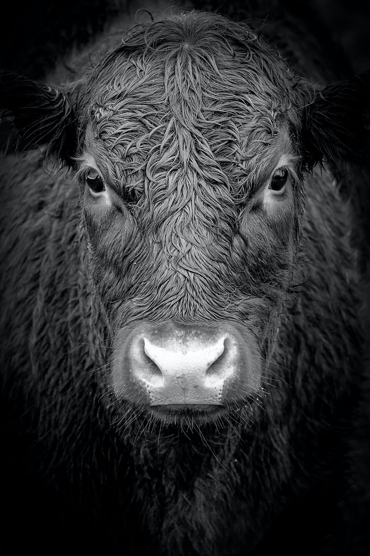 A bull staring back