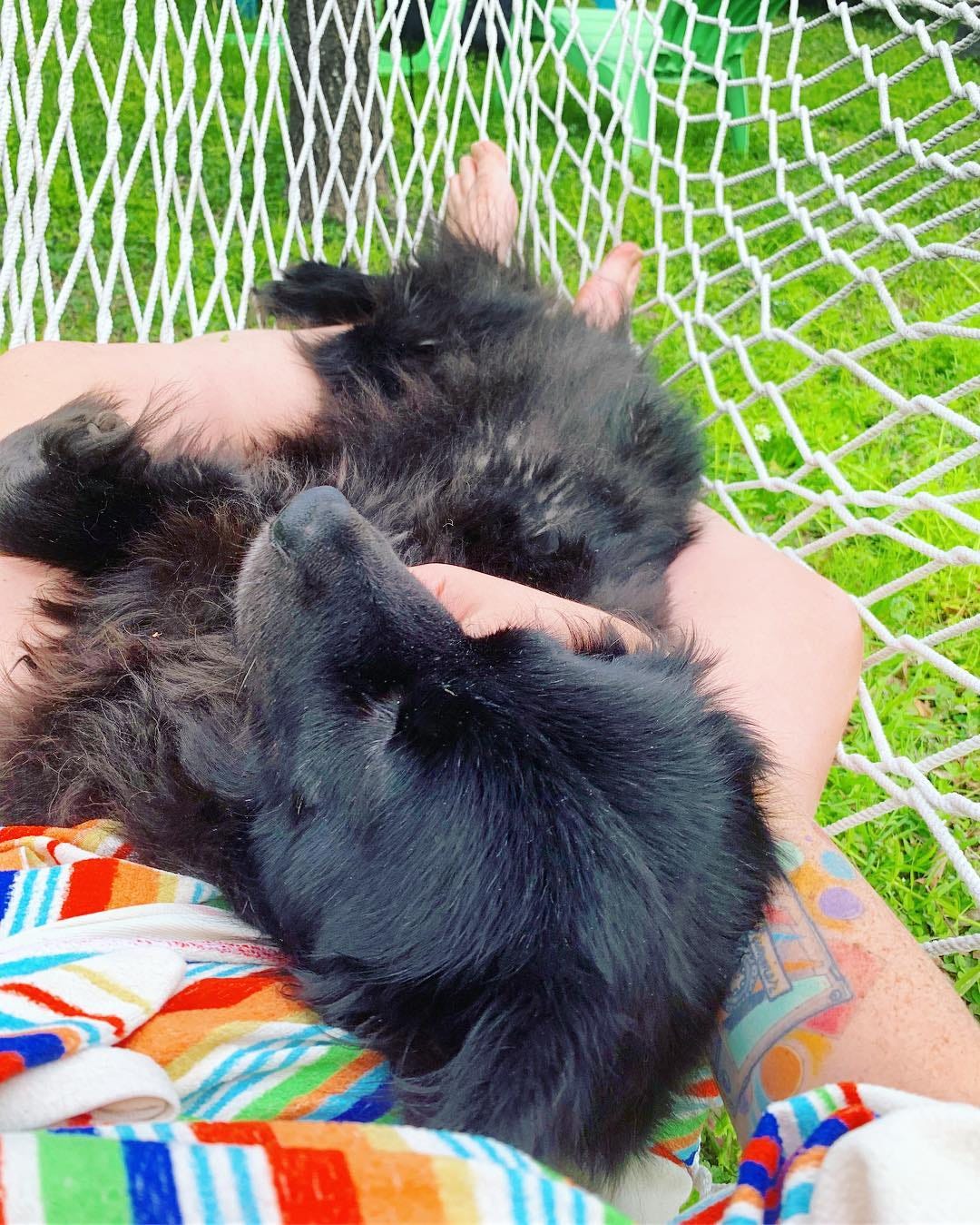 A black dog reclining in the author’s lap in a hammock above bright green grass