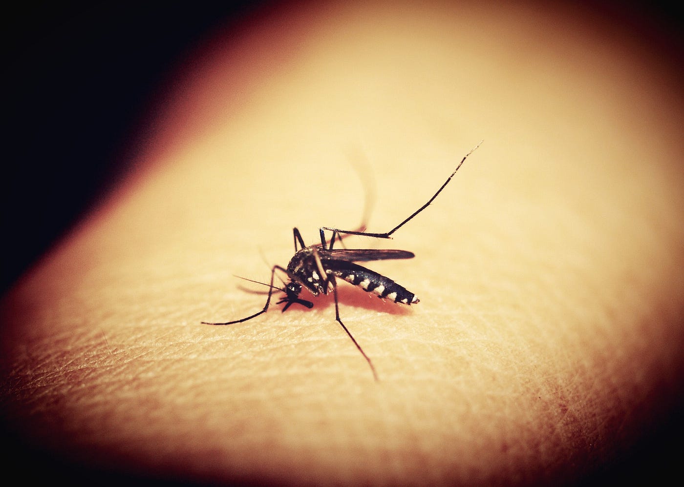 Researchers aim to stop mosquitoborne disease by getting rid of the