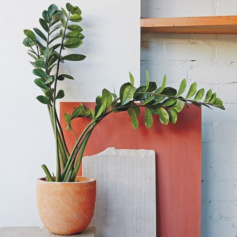 Zamioculcas Zamiifolia more commonly knonwn as Zanzibar Gem