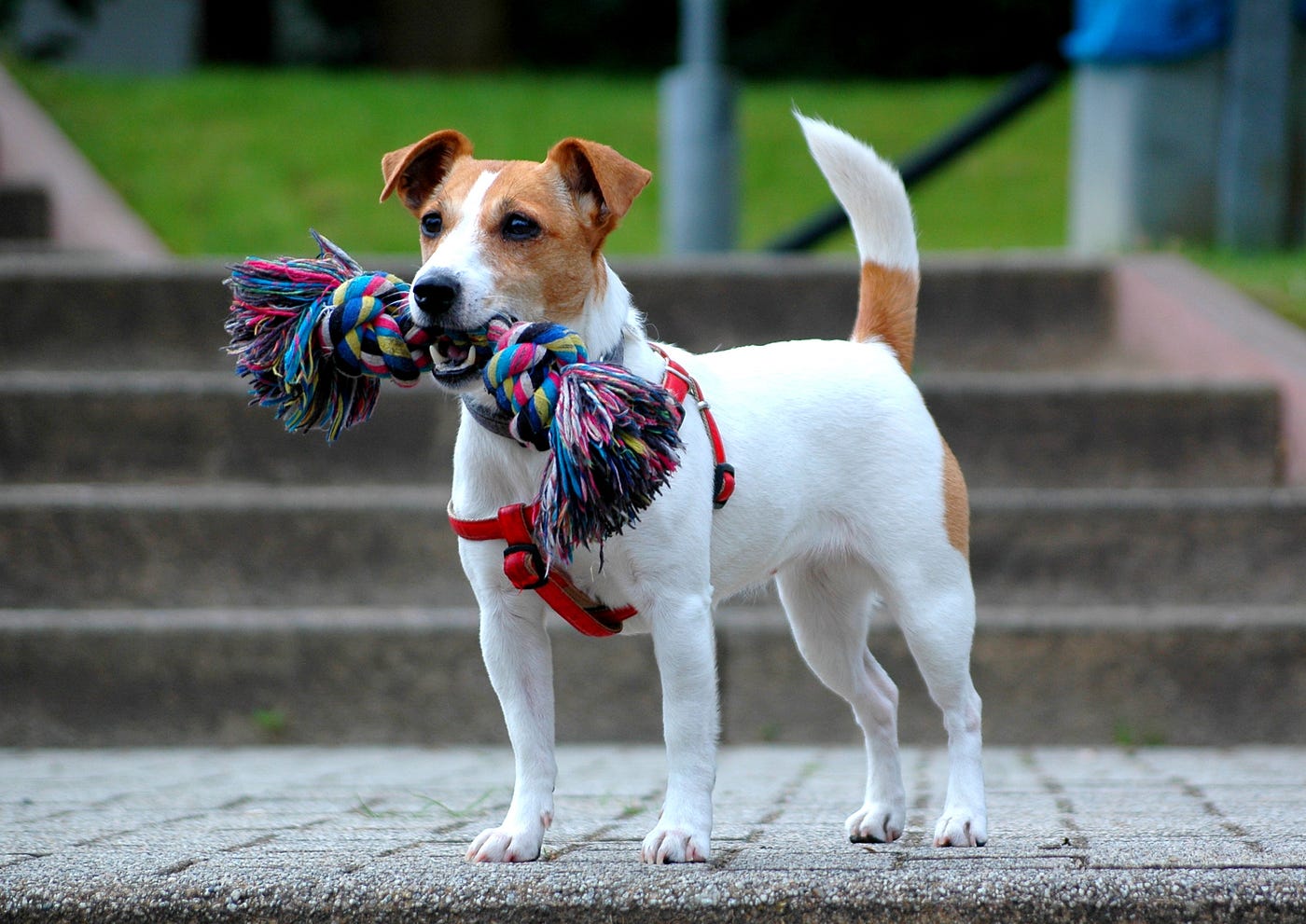 Should You Buy a Jack Russell Terrier? | by George De Martini | Medium