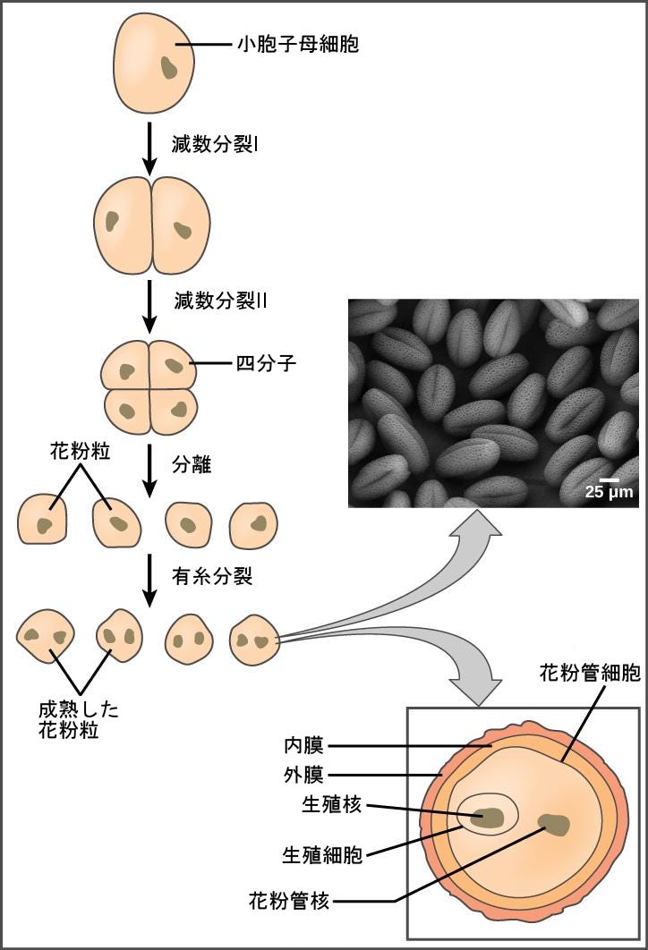 生物学 第2版 第32章 植物の生殖 Japanese Translation Of Biology 2e By Better Late Than Never Medium 生物学 第2版 第32章 植物の生殖 Japanese Translation Of Biology 2e By Better Late Than Never Medium