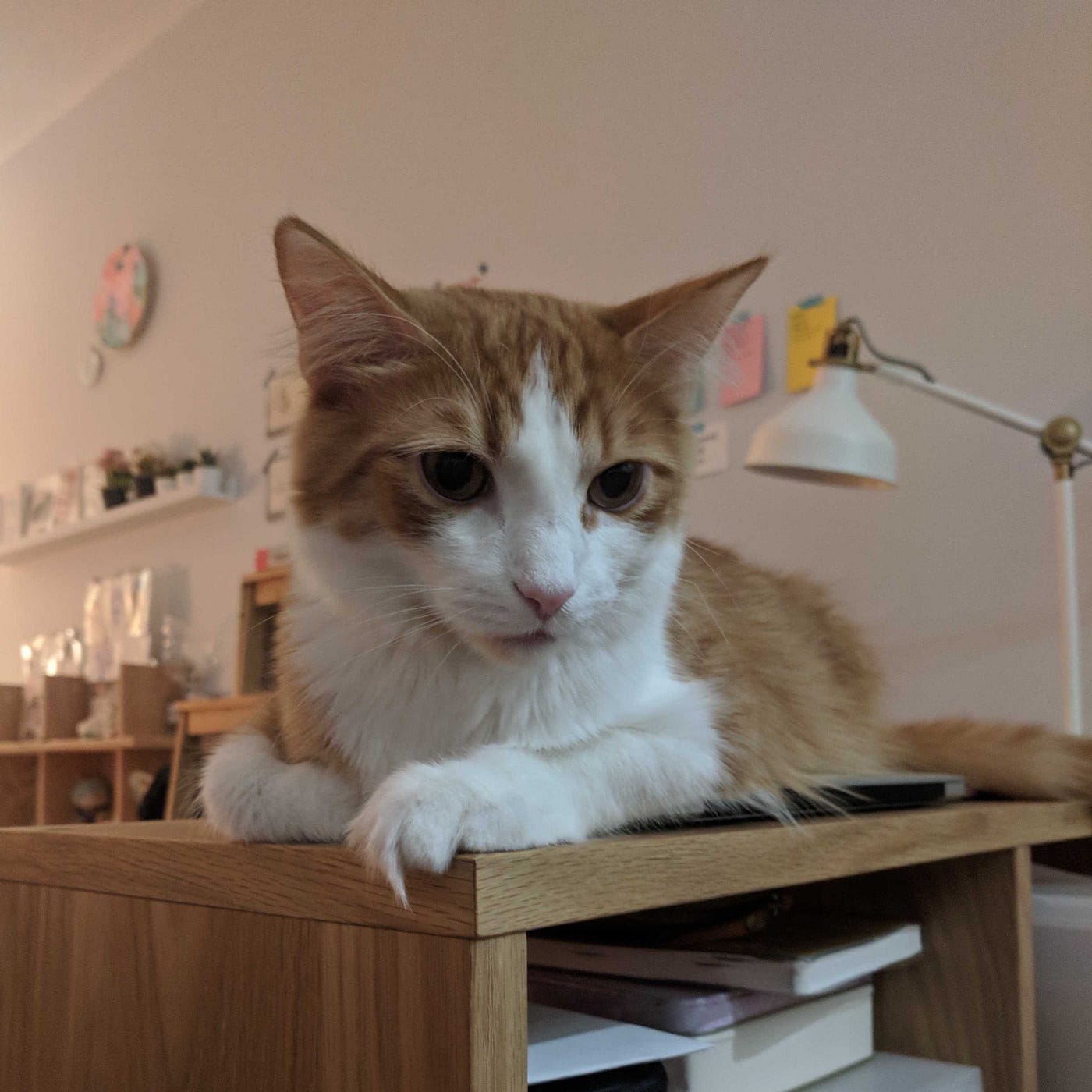 Yuzu, an orange and white cat lays a top a bookshelf comfortably.
