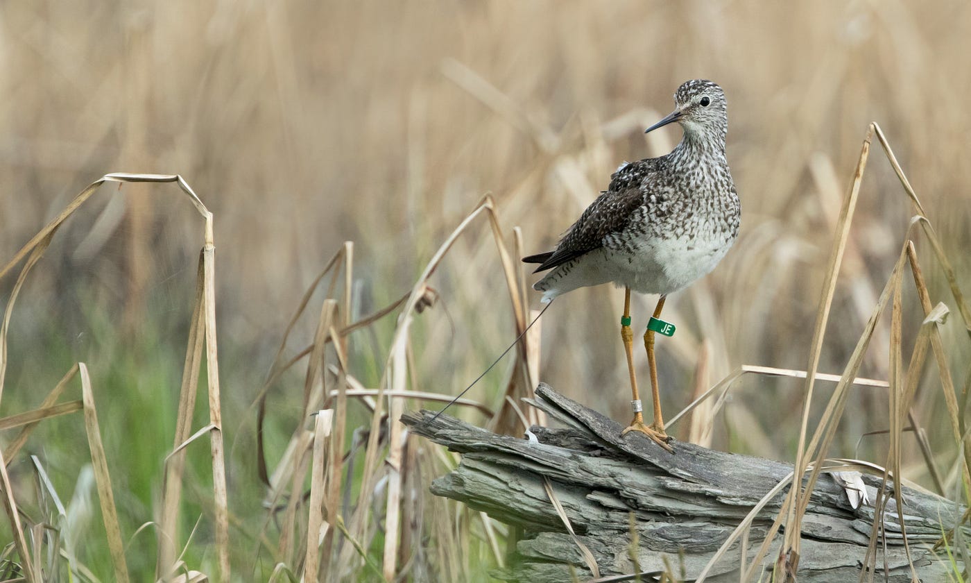 A white and black bird with yellow legs standing on a stump.