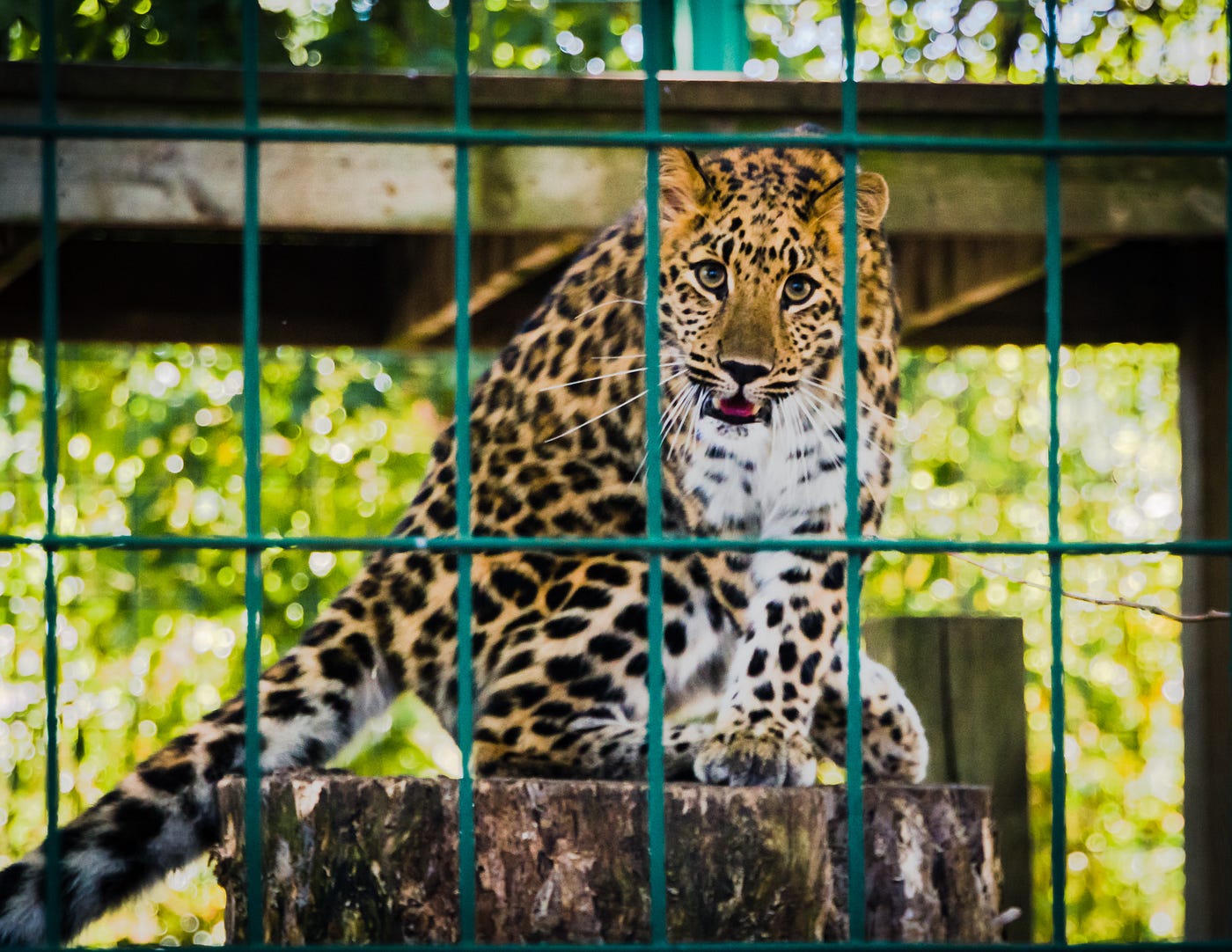 Top 5 Zoos in Austria: why you should visit them by Abhilash