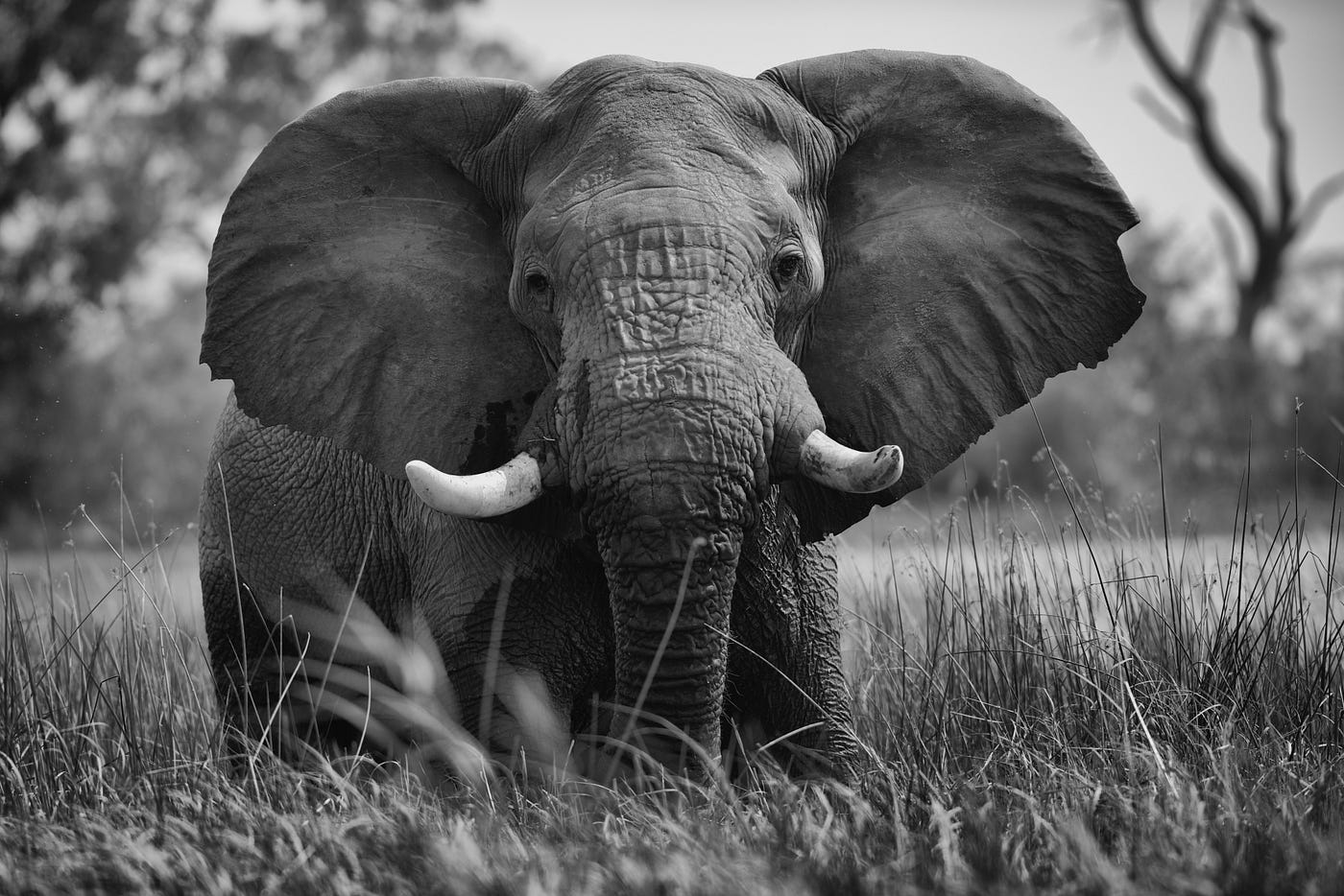 A giant elephant