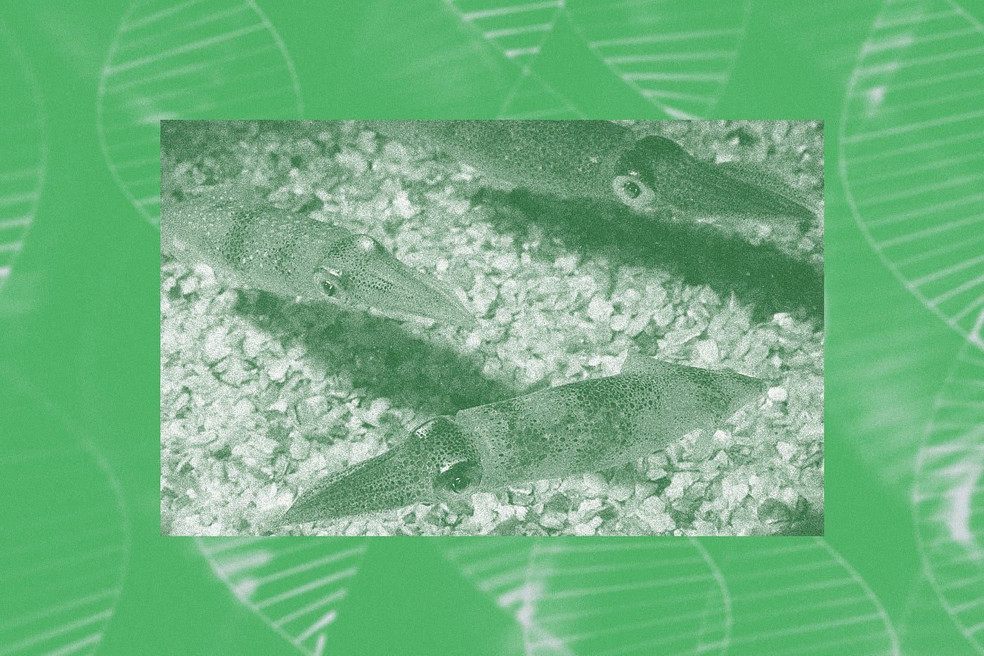 Green-filtered photo of three Woods Hole squid against background of DNA molecules.