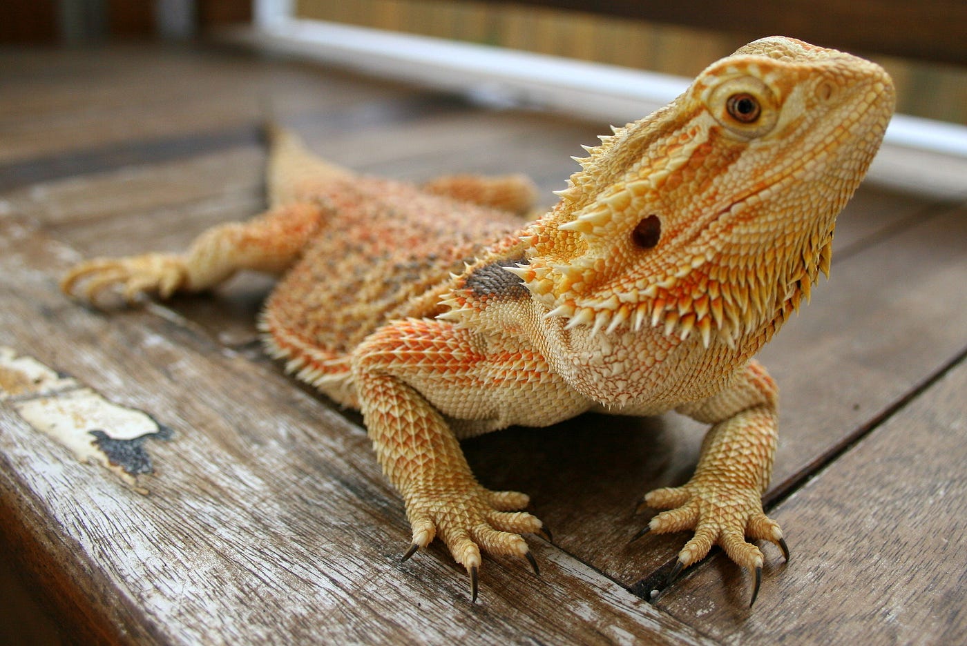 essentials for bearded dragon