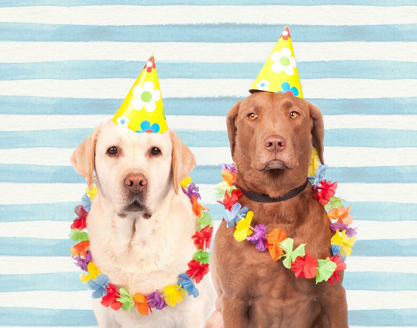 Two Labrador Retriever dogs in Hawaiian leis and party hats, looking solemnly into the camera.