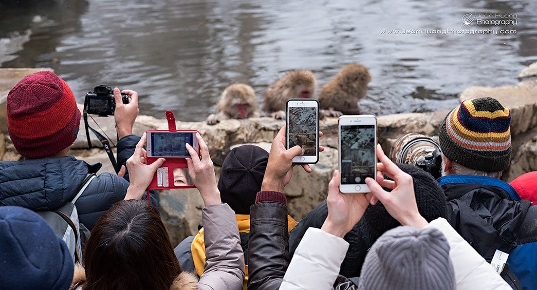 Macaque-Monkey-Being-Surrounded-by-Tourists-Jigokudani-Snow-Monkey-Park-Japan-Copyright-Jean-Huang-Photography.jpg