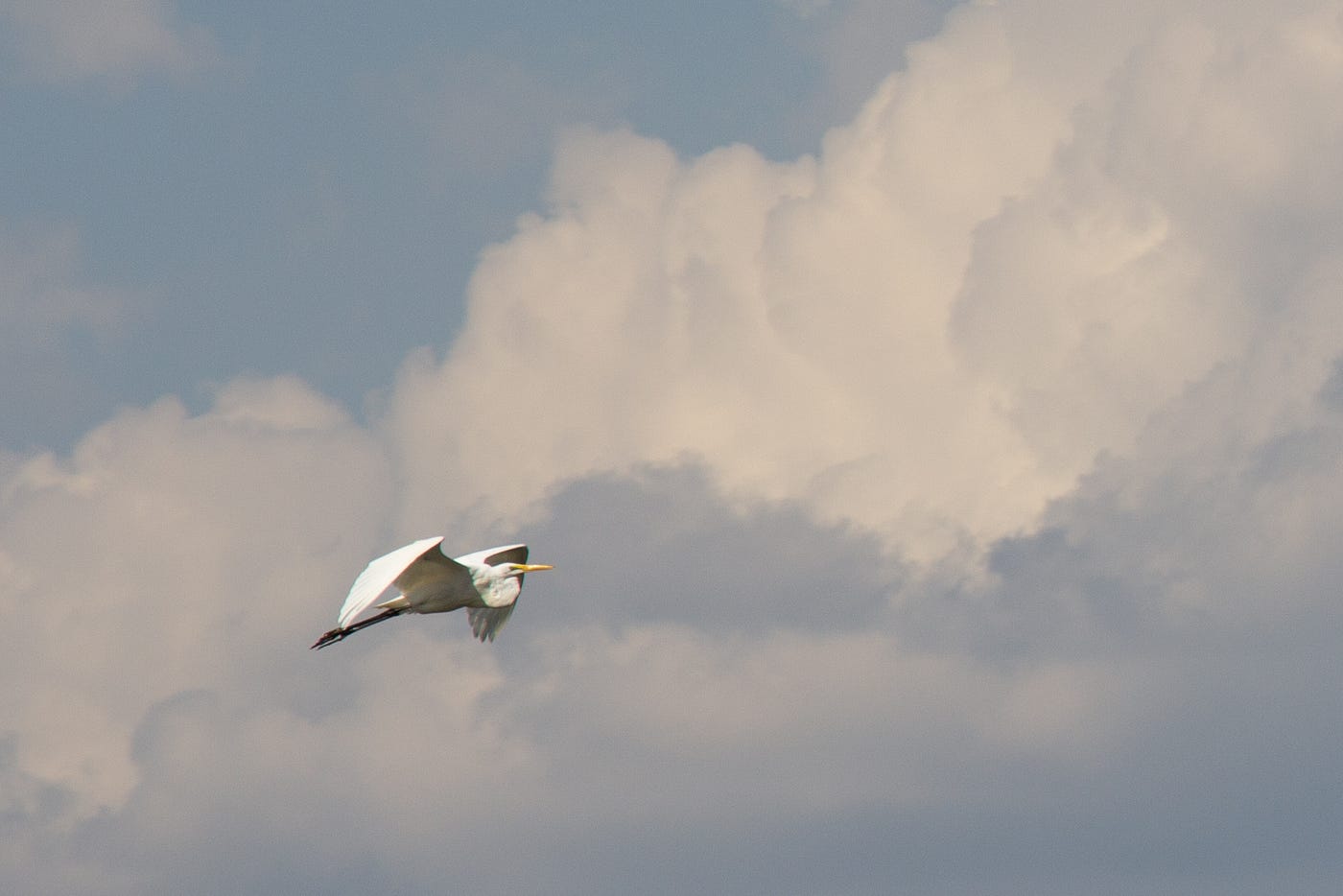 A great white egret flies up in the sky, with large, white clouds in the background.