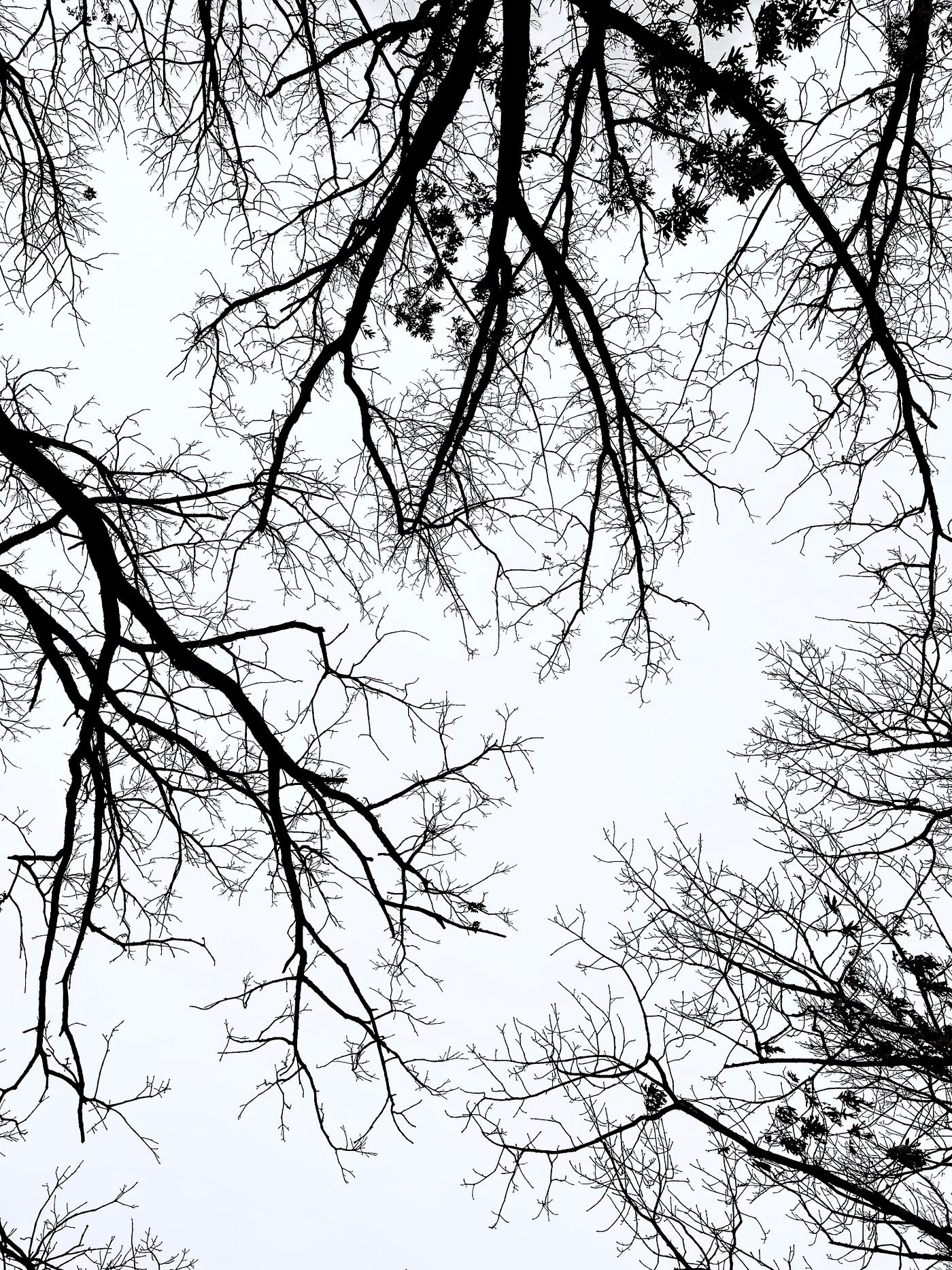 Bare oak branches in winter by Emily P.G. Erickson