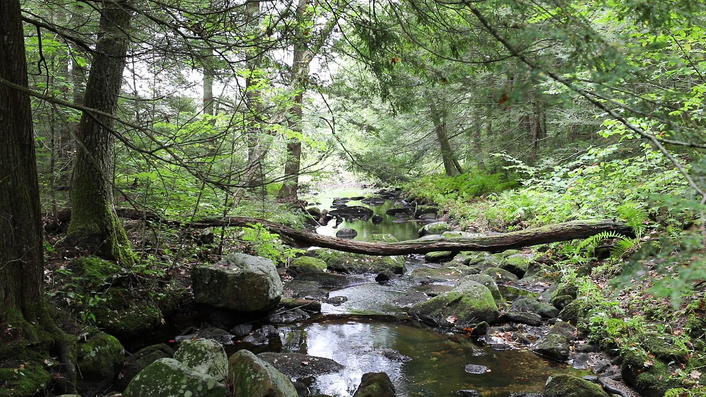 a shallow stream flows through a lush green forest