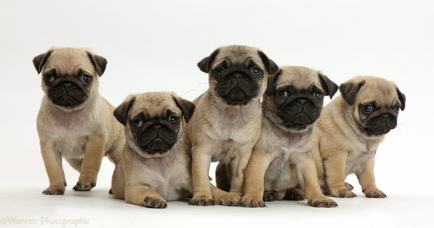 Little Heart Pug Puppies. Little Heart Puppies is actually a… | by Little  Heart Pug Puppies | Medium