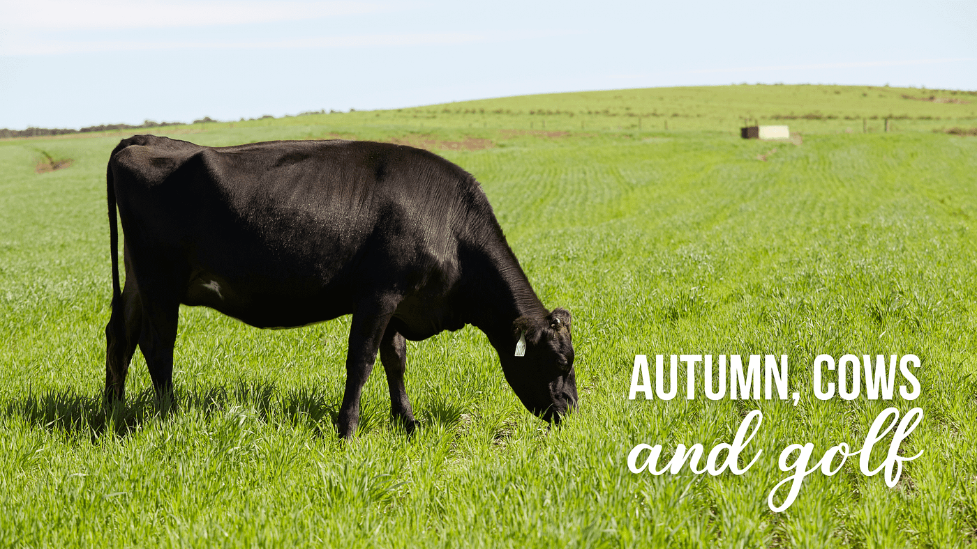 Autumn, Cows and Golf. You’re probably wondering what golf has… by
