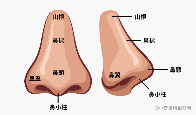 分享 隆鼻手術評價 效果 價格介紹 最公正的療程解析和價格公開 小青書