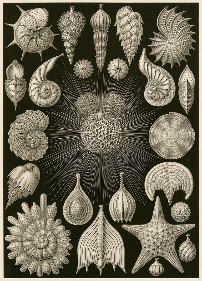 Art Forms in Nature (Plate 2 — Globigerina. Rounded Shell Protozoa) — Ernst Haeckel 1899