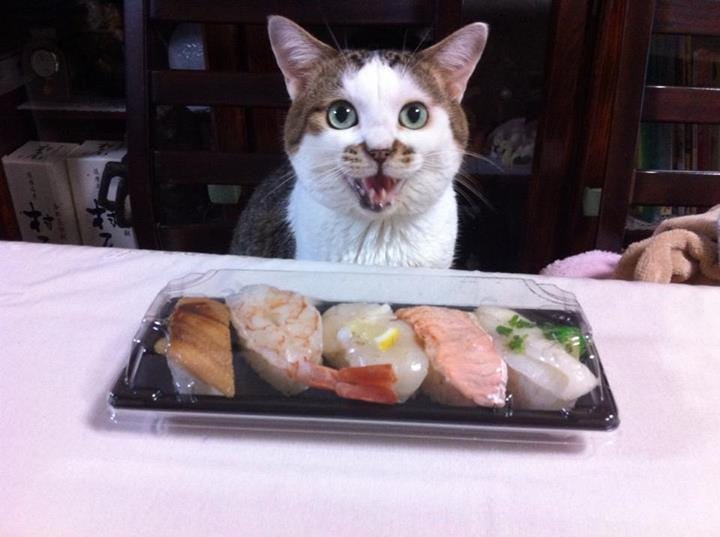 model-view-controller-explained-through-sushi-by-nadina-gerlach-medium