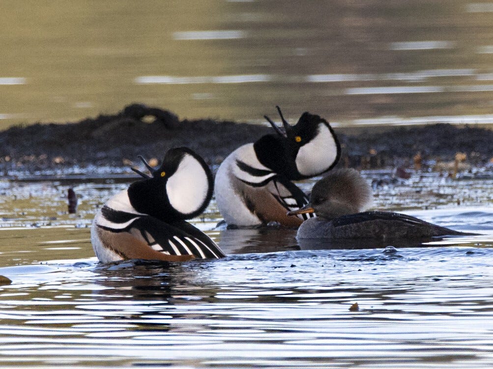 Hooded mergansers engage in a courtship display on Hicks Lake in Lacey. (Larry James)