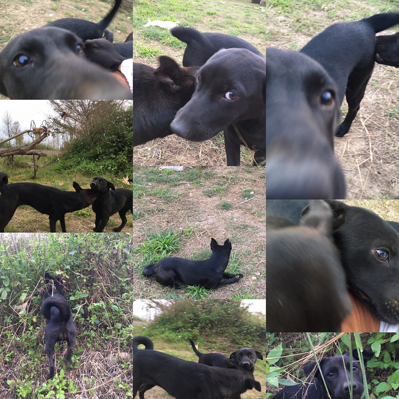 你是一隻驕傲的台灣犬 皮蛋好走 鄉下人 郊野狗 他們走進了許多人的家裡 成為了一家之狗 一輩子陪伴著我們 從不棄 By Fog Chen 虛線裡的虛構生活 你是一隻驕傲的台灣犬 皮蛋好走 鄉下人 郊野狗 他們走進了許多人的家裡 成為了一家之狗 一輩子陪伴著我們 從不棄 By Fog Chen 虛線裡的虛構生活