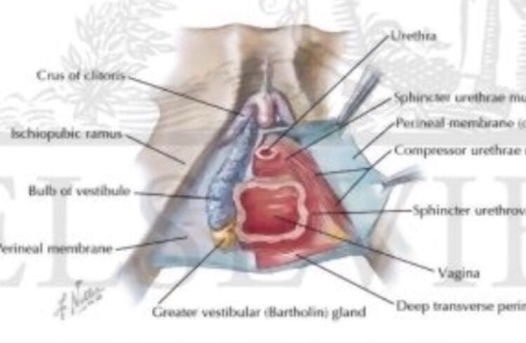 Internal Clitoris